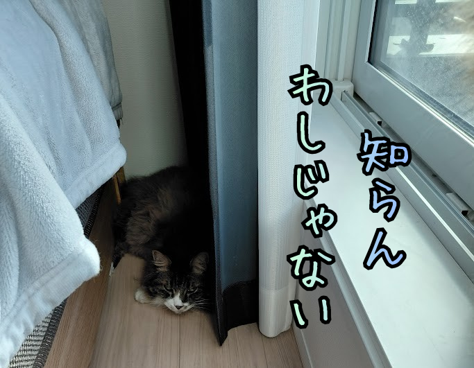 窓のサンに吐いて隠れているクロスケ