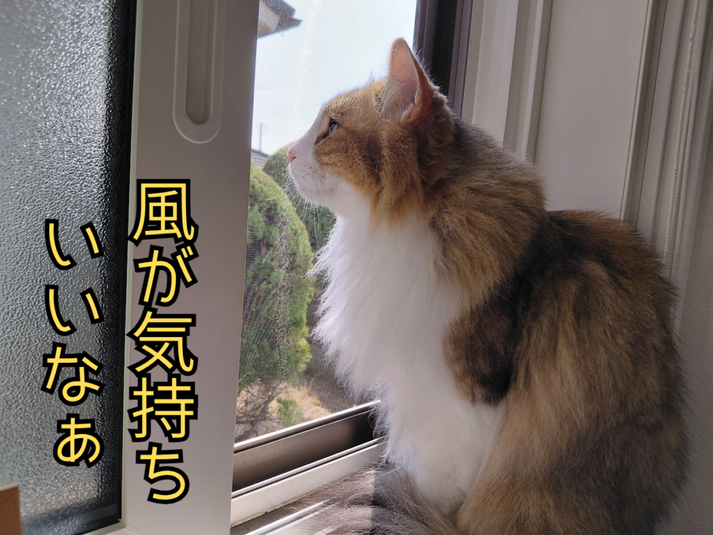吐いた後すっきりして風を浴びているチャタロウ