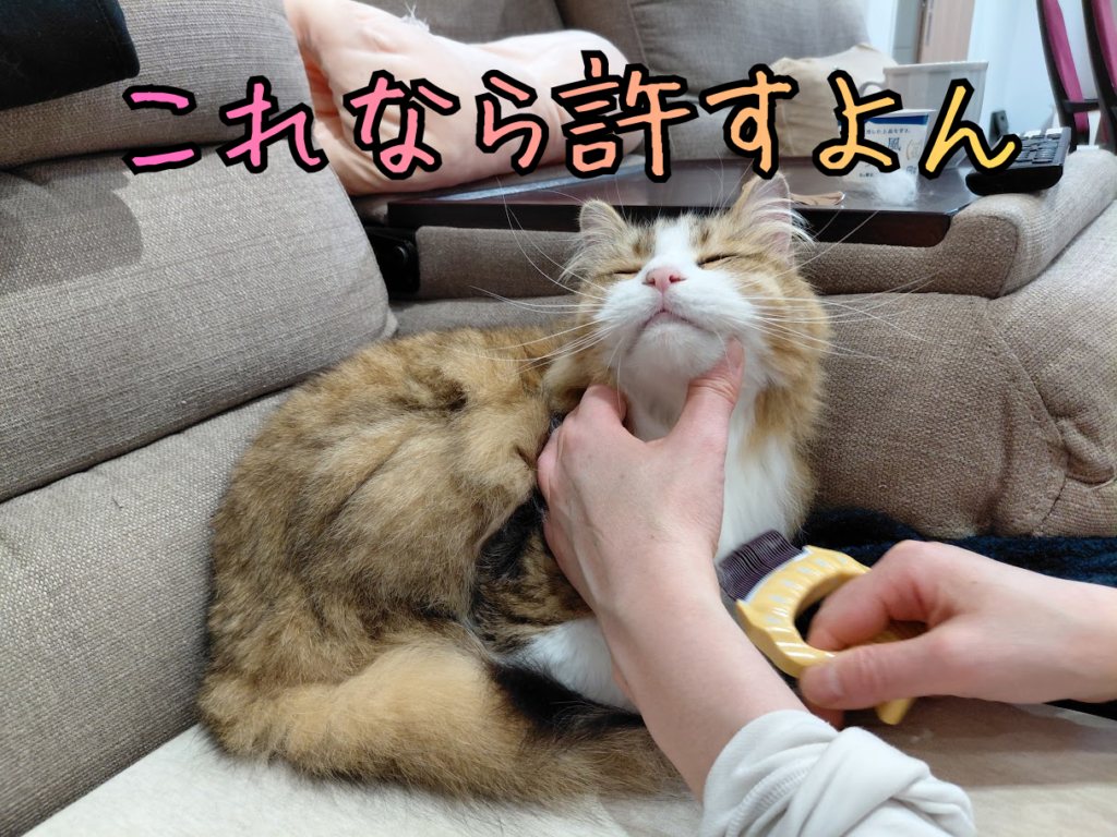 ピロコールでブラッシングされて気持ちよさそうなチャタロウ