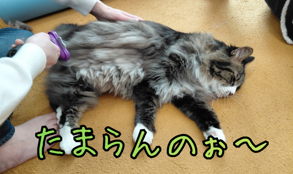 ファーミネーターでブラッシングされて気持ちよさそうなクロスケ