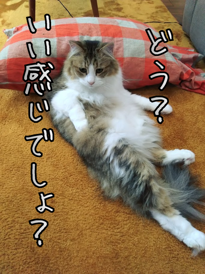 現在のフワフワ復活チャタロウ（左）と、相変わらずマイペースなクロスケ（右）。今の足元は……もちろんモッフモフです！