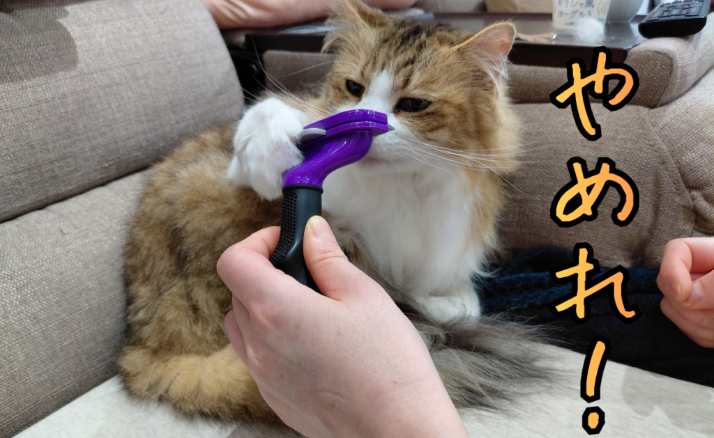 ファーミネーターでブラッシングされそうになって拒絶しているチャタロウ