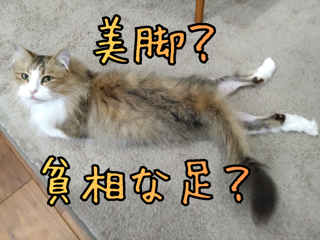 2023年1月頃のチャタロウ。後ろ足がかなりスッキリしてしまっています……。通称『チャタロウ、ズボンを脱ぐ』の巻。